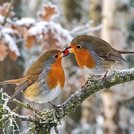 Robins Winter Branch