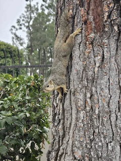 Squirrel Descending Tree Trunk