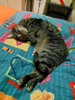 Gray tabby cat curled up sleeping on a colorful patterned blanket