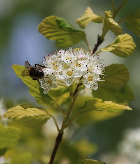Bee on white flower cluster with green foliage