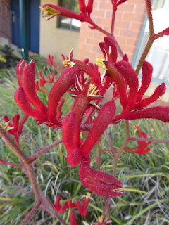 Red kangaroo paw flowers with fuzzy tubular bloms and yellow stamens in a garden setting