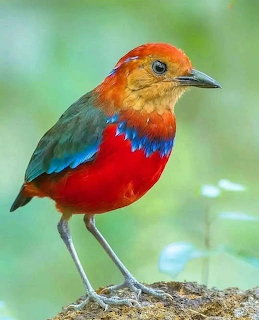 Blue-banded Pitta bird with orange head, blue wings, and red chest perched on branch