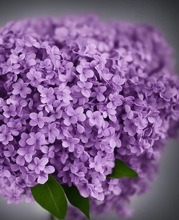 Close-up of a large cluster of purple lilac flowers with green leaves on a gray background