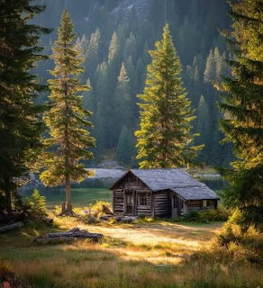 Rustic log cabin in a forest clearing with tall pine trees and a river behind it