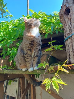 Cat Sitting on Fence