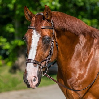 Close-up of a chestnut horse wearing a bridle outdoors