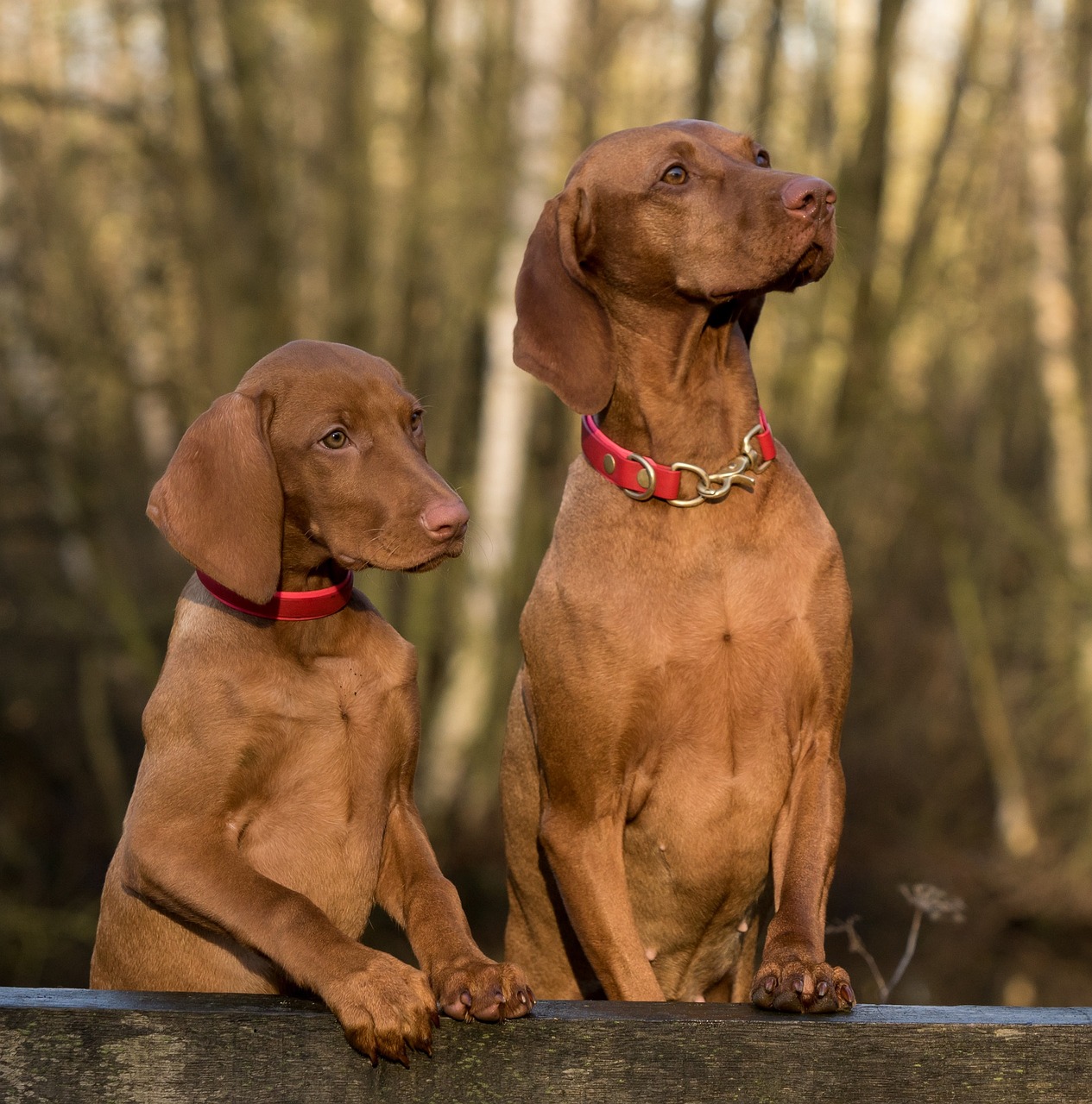 Two Vizsla dogs with red collars sitting on wooden bench in forest looking up
