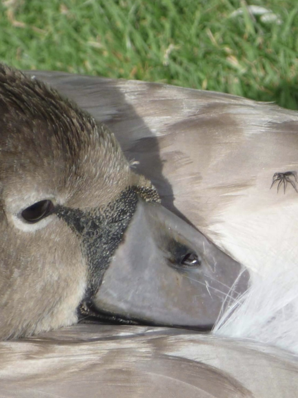 Close-up of a gray-brown cygnet resting with a spider on its head