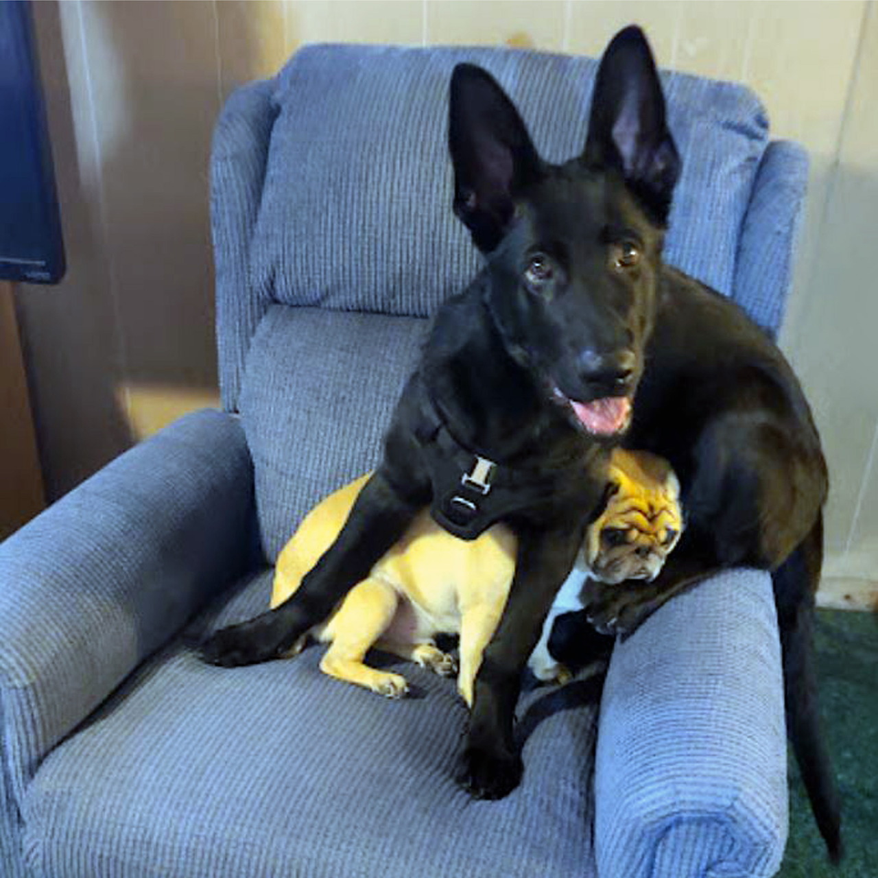 Black Dog with Pug Puppy