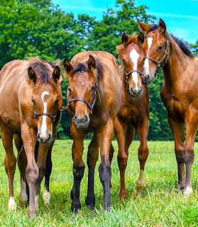 Young Horses in Pasture