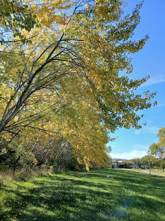 Autumn trees with yellow and green leaves on a green lawn under a blue sky