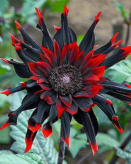 Dark burgundy sunflower with bright red-tipped petals and purple center against blurred green foliage