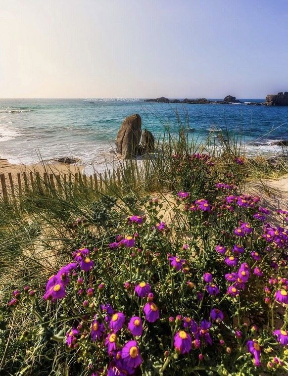 Purple wildflowers beside wooden fence on beach with turquoise ocean and rocky coast