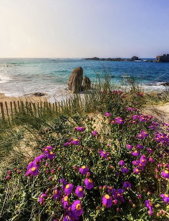 Coastal Wildflowers Beach Scene