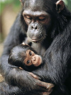 Mother chimpanzee holding her baby in a close-up portrait