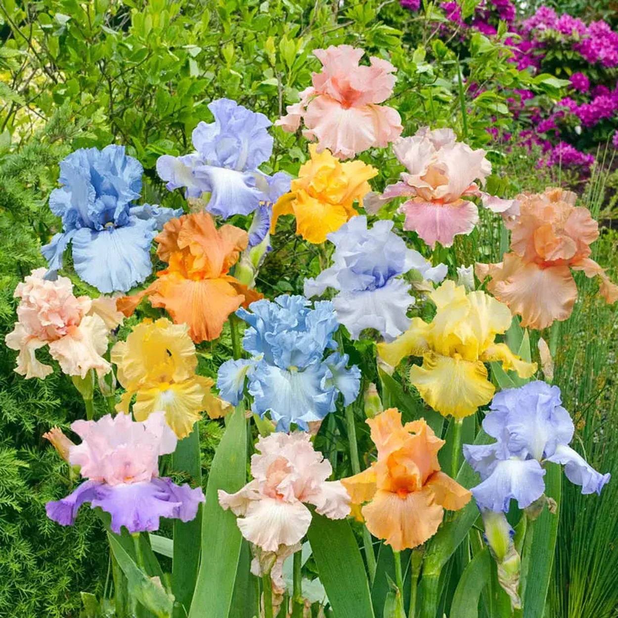 Pastel Bearded Iris Garden