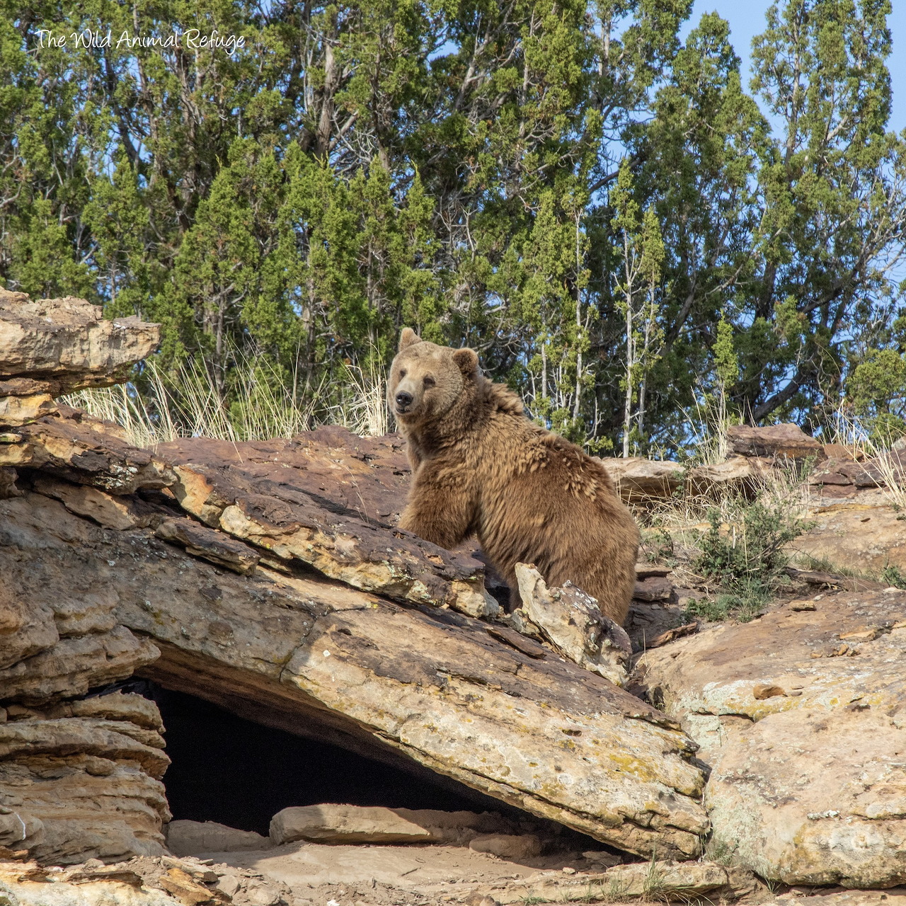Bear on Rocks