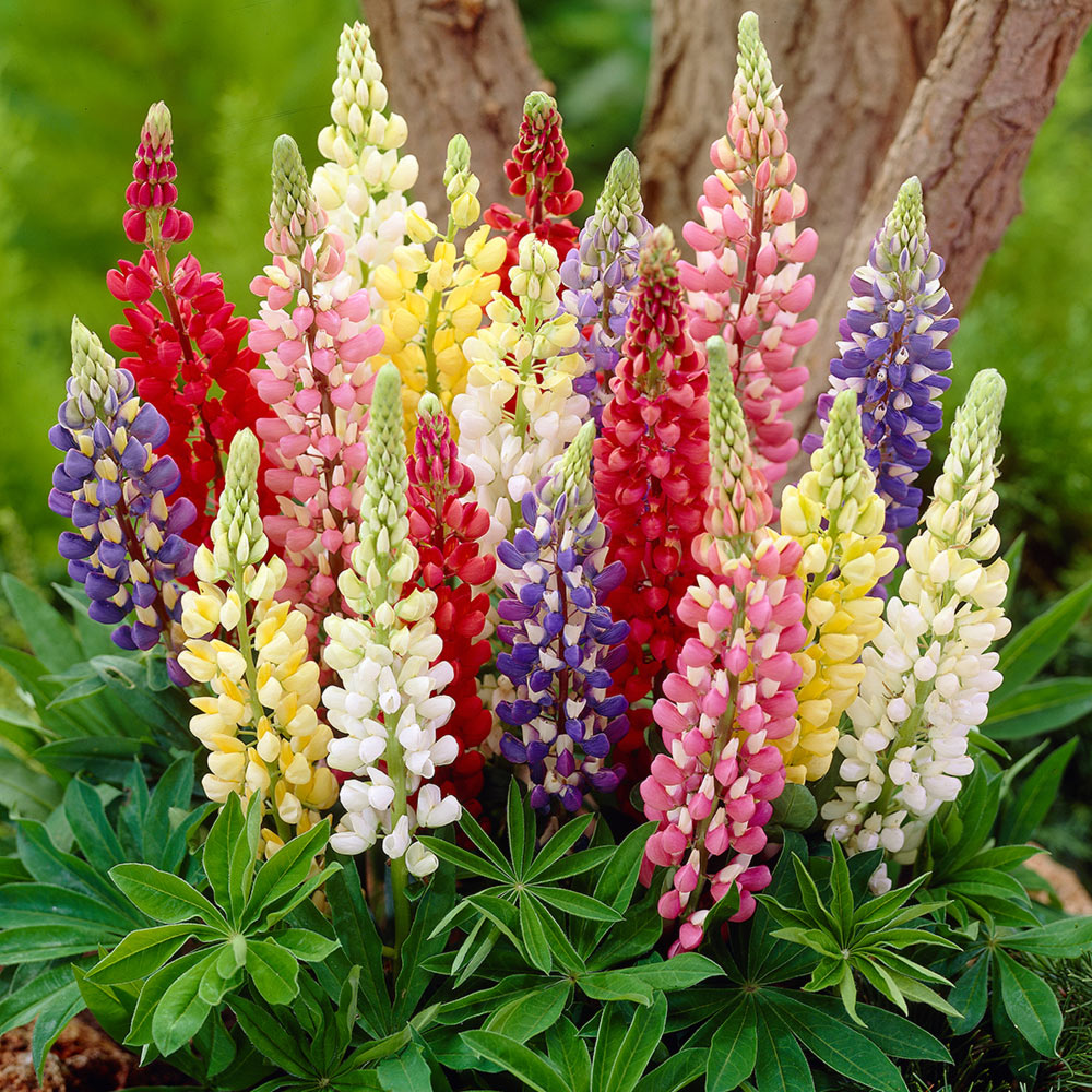 Colorful lupin flowers in multiple colors including red, pink, yellow, white, and purple with green leaves