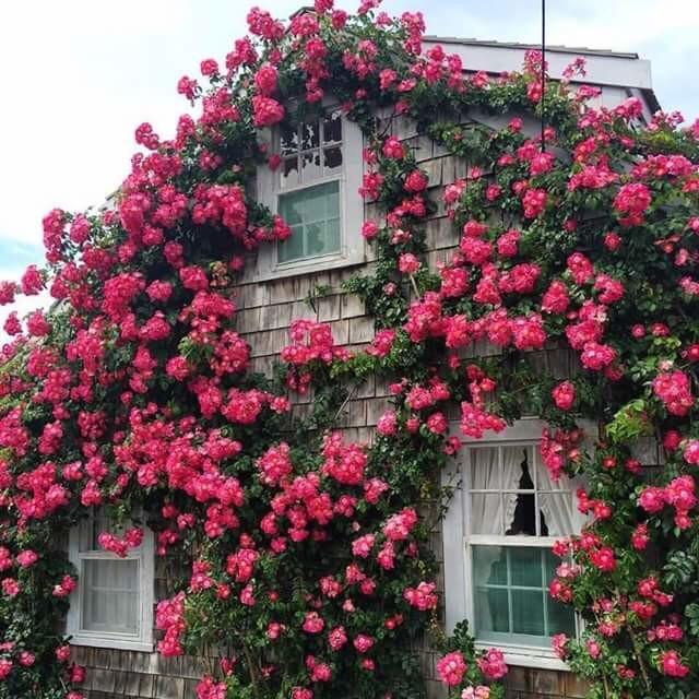House exterior covered with vivid pink climbing roses around the windows
