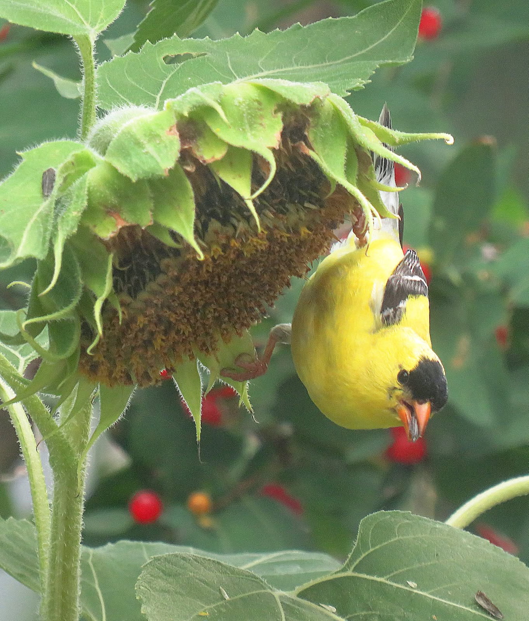 Goldfinch Eating Sunflower Seeds