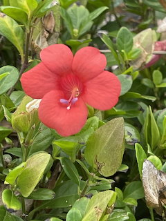 Red Bush Violet Flower