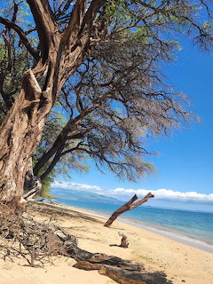 Large twisted tree on a sandy beach beside calm blue ocean under a clear sky