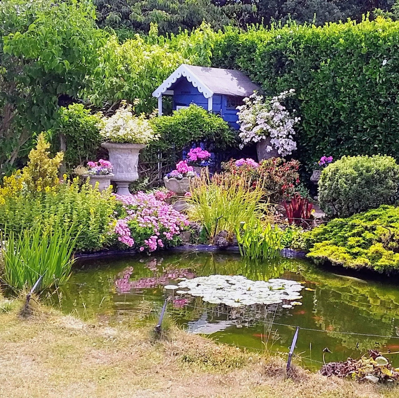 Ornamental pond in cottage garden with flowers, shrubs, stepping stones and blue shed