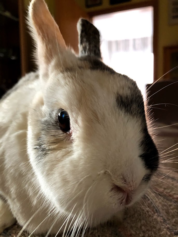 Tapsi Bunny Close-Up