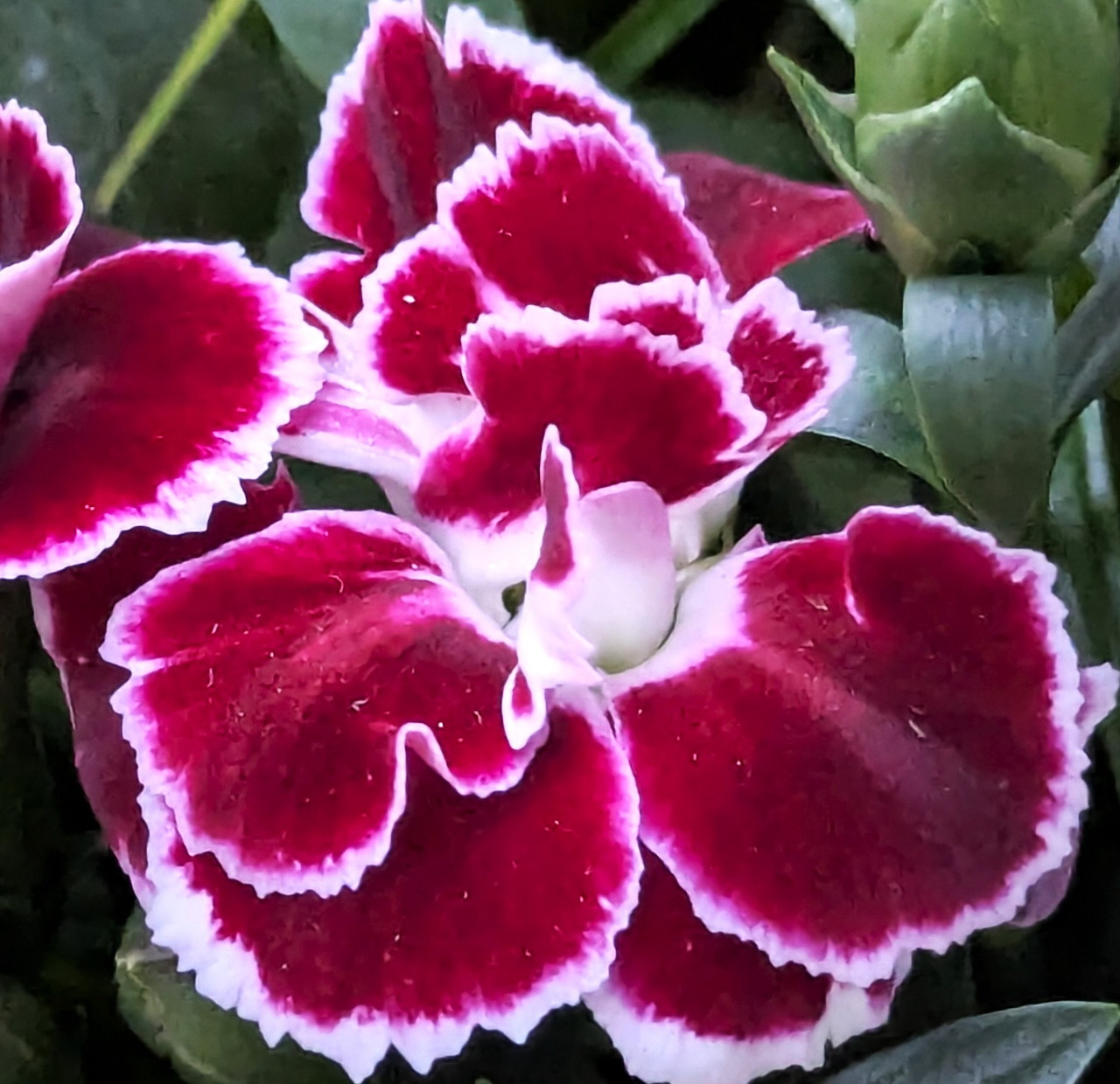Dark Red White Carnation Flower