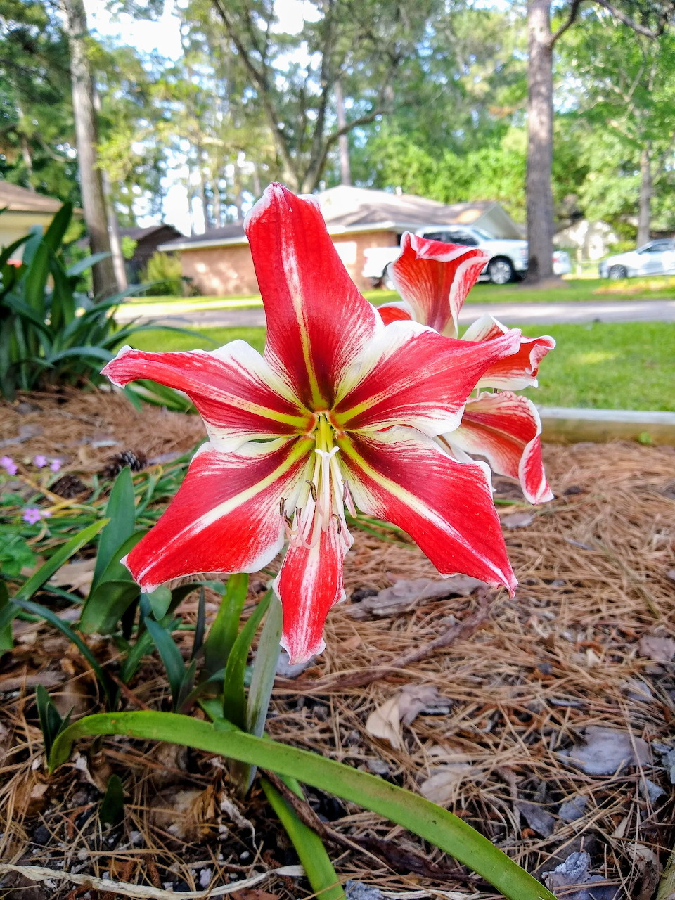 Close-up of a red and white striped amaryllis flower blooming in a mulched garden bed