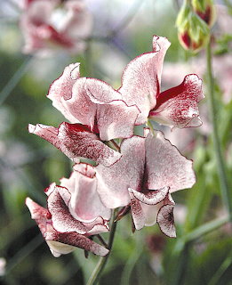 White and pink marbled sweet pea flowers with ruffled petals on green stems