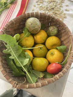 Woven basket with yellow citrus fruits, green leaves, a red tomato, and other garden produce