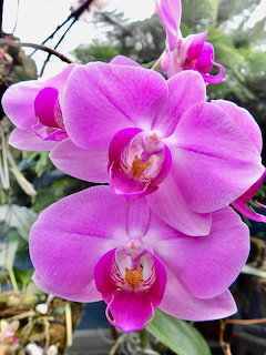Close-up of bright pink orchid flowers with white and yellow centers against green leaves