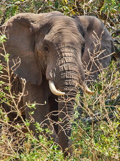 African elephant with tusks standing in dry brush and green foliage