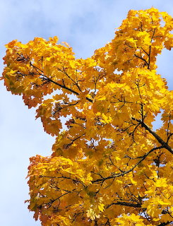 Golden autumn maple leaves on branches against a blue sky