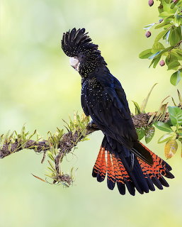 Female Red-tailed Black Cockatoo
