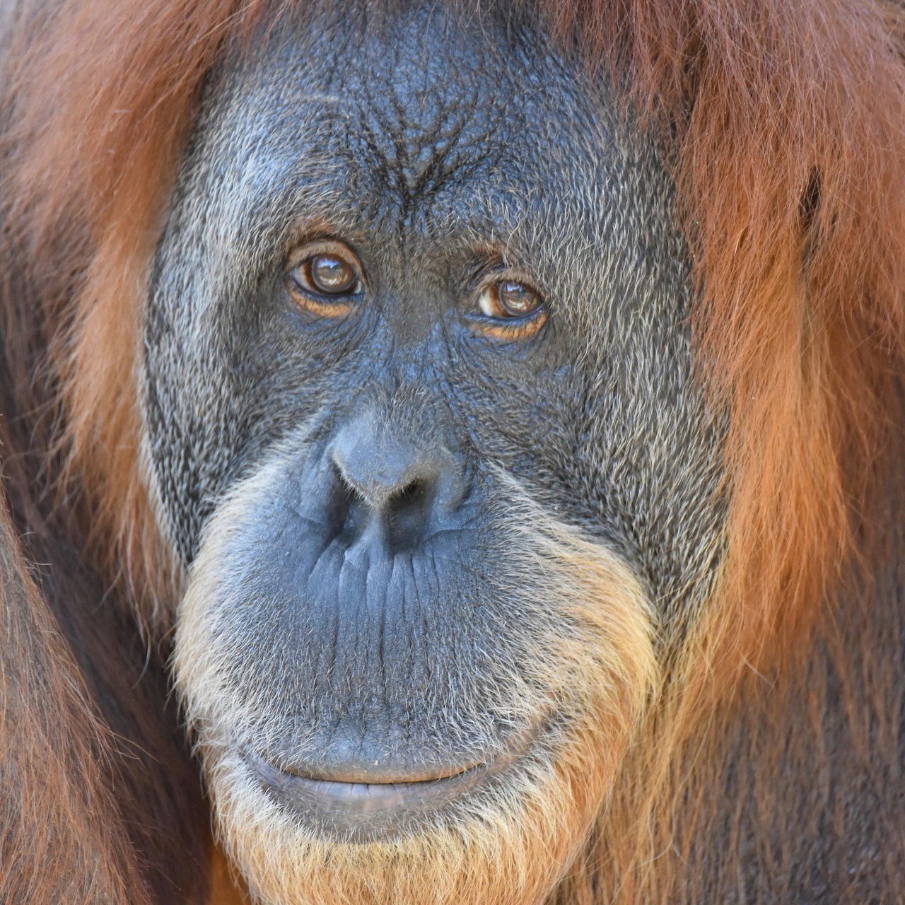 Close-up of an orangutan facing forward with long reddish-brown hair