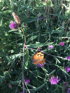 Painted lady butterfly on purple clover flowers in green garden foliage