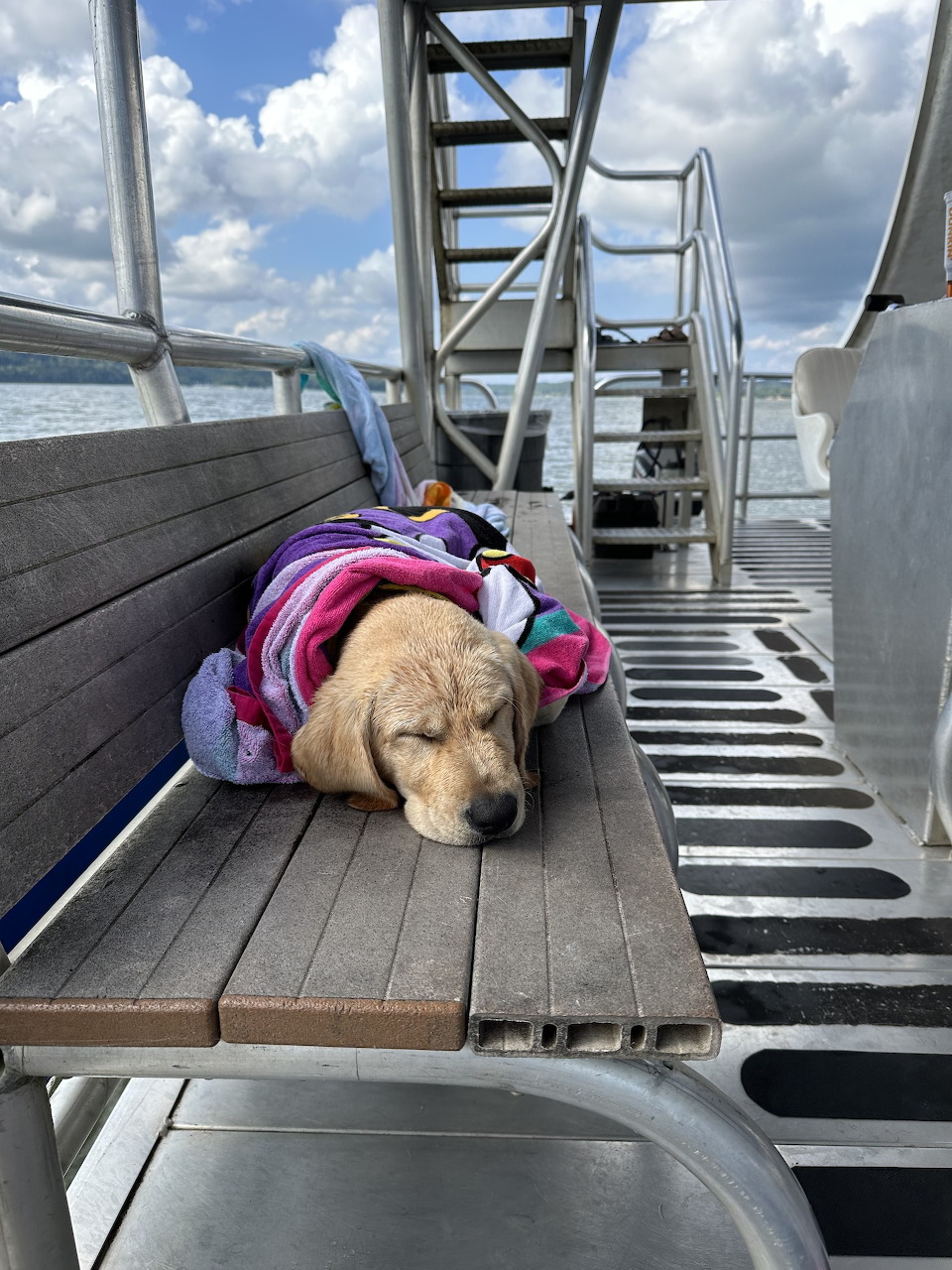 Dog Sleeping on Boat Deck