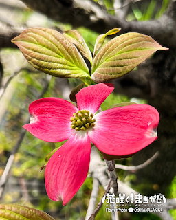 Close-up of a pink dogwood flower with four petals and green leaves in sunlight