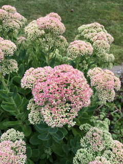 Pink and cream sedum flower clusters with green succulent leaves in a garden