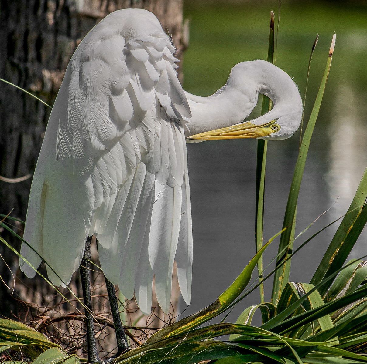 White egret preening its feathers beside reeds near the water