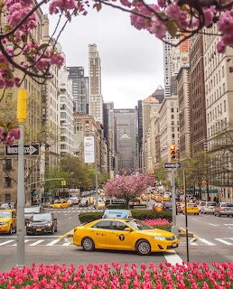 New York City street lined with pink cherry blossoms, red tulips, yellow taxis, and tall buildings