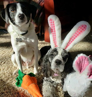 Two dogs wearing bunny ears sitting on carpet with Easter plush toys