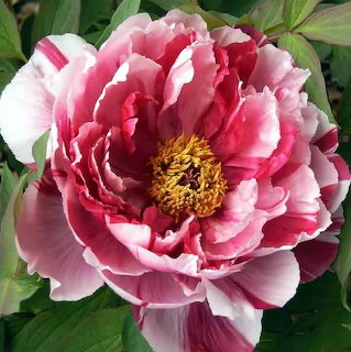 Pink Peony Bloom