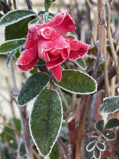 Red rose bloom and green leaves coated in white frost on a cold winter morning