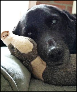 Black Labrador dog resting on a couch with a stuffed animal toy
