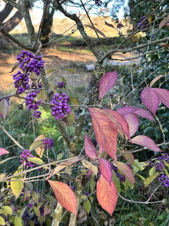 Purple beautyberry clusters with colorful autumn leaves on branches in a garden setting