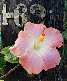 Pink Hibiscus Flower