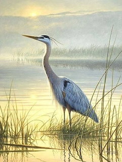 Great blue heron standing in shallow water surrounded by golden marsh grasses at sunrise